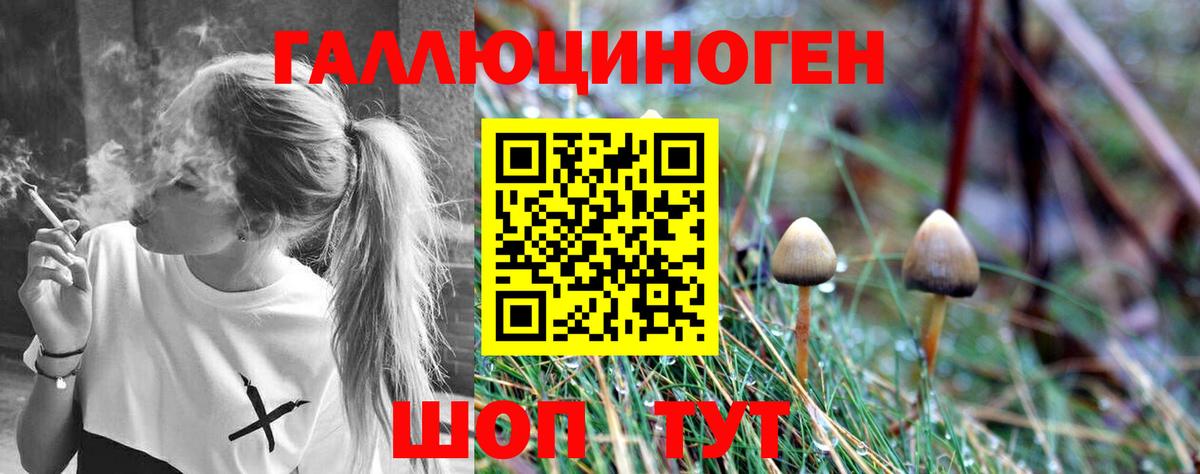 Псилоцибиновые грибы Psilocybine cubensis Кашира